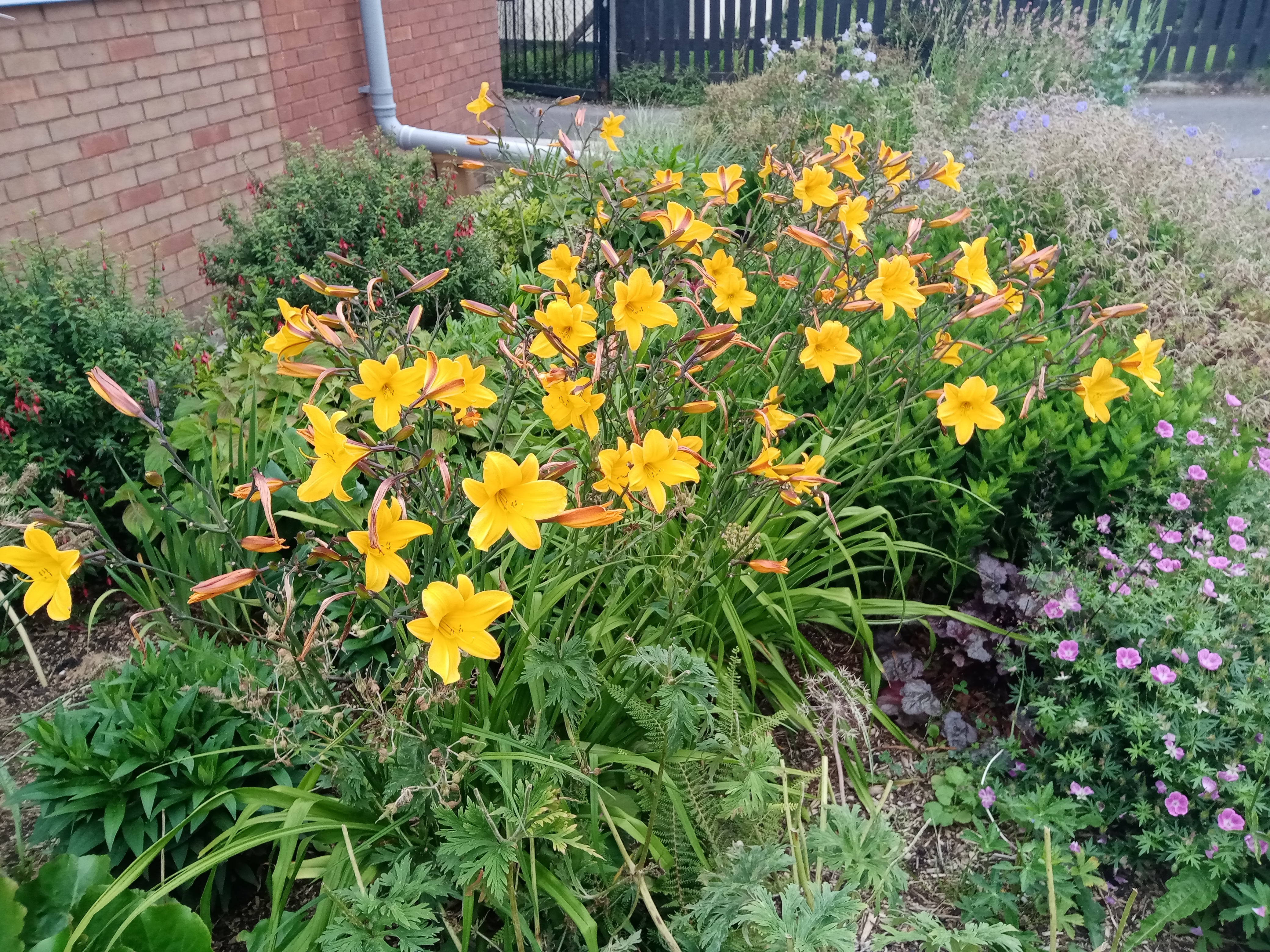 Rain Garden July 2021